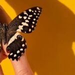 what does a butterfly tattoo mean mental health